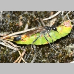 Ammophila sabulosa - Sandwespe 64l Sandwespe-beim-Raupendiebstahl-Sandgrube-Niedringhaussee.jpg